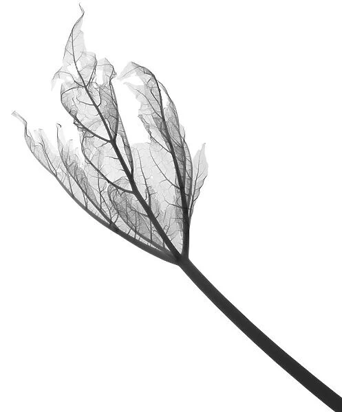 Rhubarb leaf (Rheum sp. ), X-ray