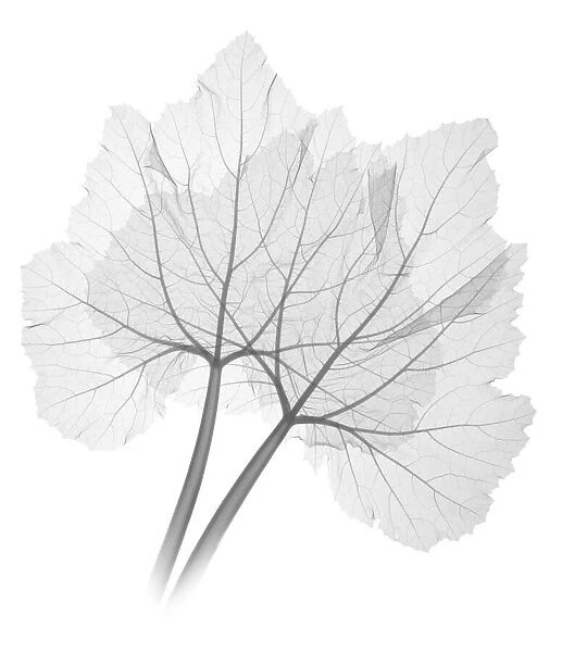 Rhubarb leaves, X-ray