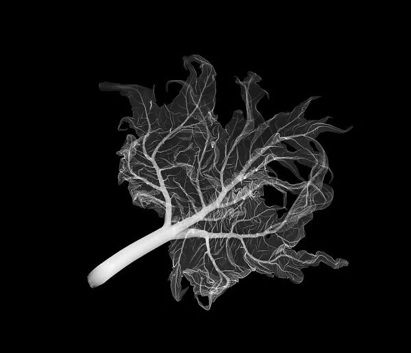 Rhubarb (Rheum rhabarbarum), X-ray