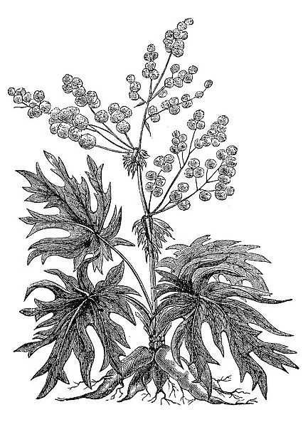 Rhubarb root (Rheum palmatum)