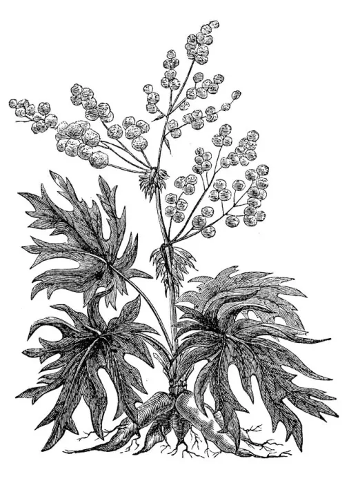 Framed Print : Rhubarb root (Rheum palmatum) Framed Print : Rhubarb root (Rheum palmatum)