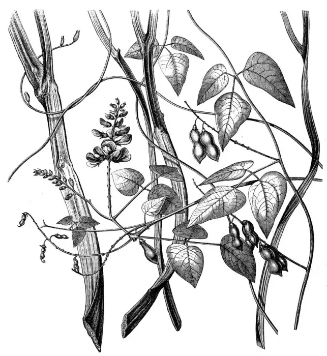 Framed Print : Rhynchosia phaseoloides (crabseye)