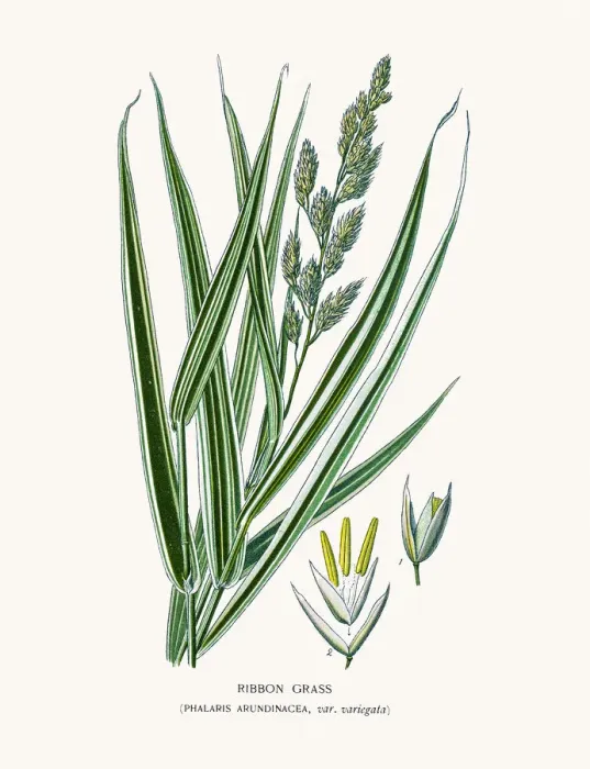 Framed Print : Ribbon grass Framed Print : Ribbon grass