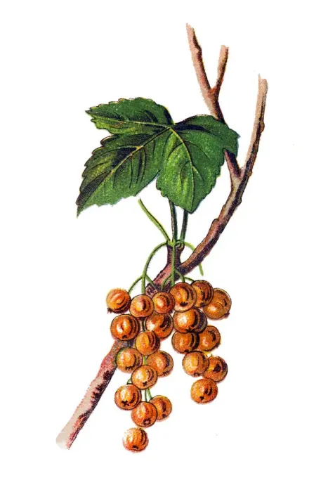Framed Print : Ribes aureum, known by the common names golden currant, clove currant, pruterberry Framed Print : Ribes aureum, known by the common names golden currant, clove currant, pruterberry
