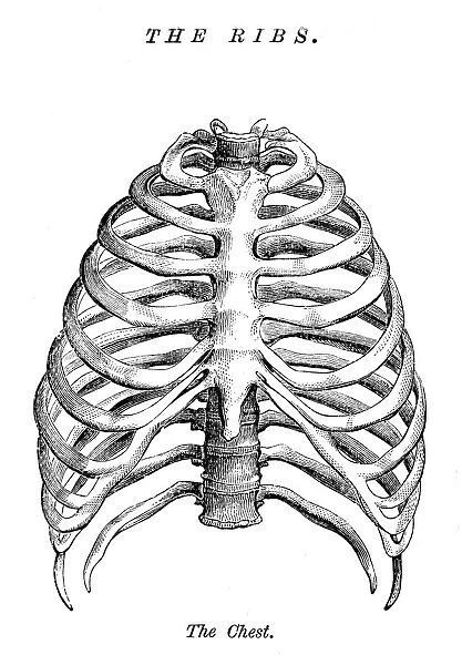 The ribs engraving anatomy 1872
