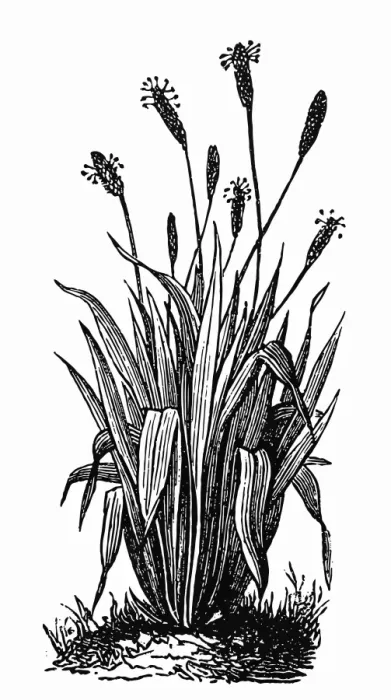Framed Print : Ribwort (Plantago lanceolata) Framed Print : Ribwort (Plantago lanceolata)