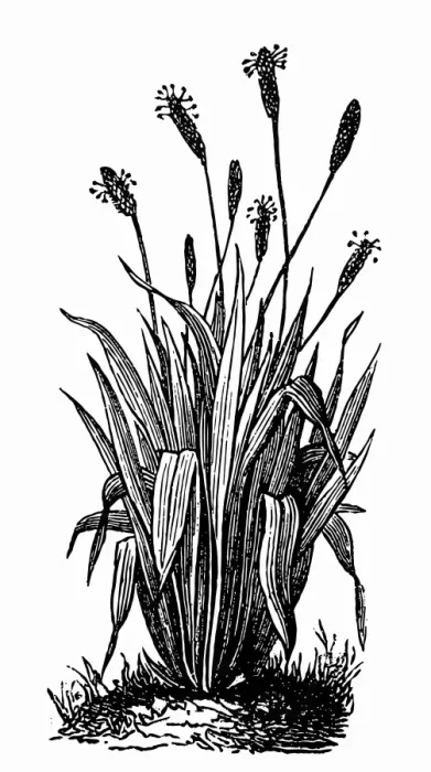 Framed Print : Ribwort (Plantago lanceolata) Framed Print : Ribwort (Plantago lanceolata)
