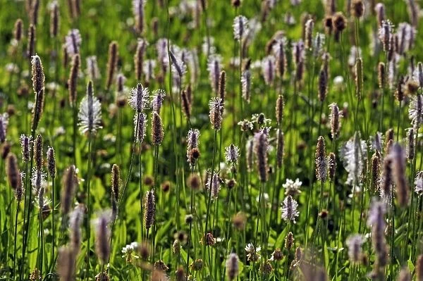 Ribwort Plantain -Plantago lanceolata-, flowering, Middle Franconia, Bavaria, Germany