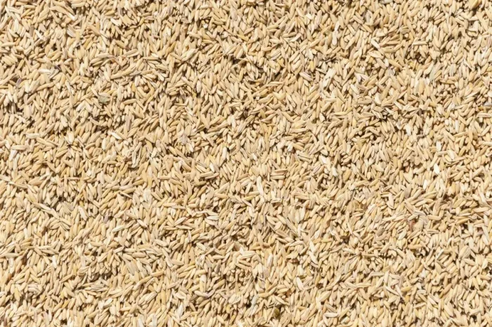 Framed Print : Rice Framed Print : Rice