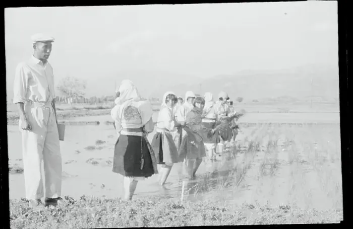 Framed Print : Rice Farmer Training Young Girls Framed Print : Rice Farmer Training Young Girls