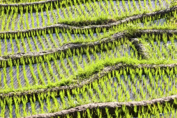 Framed Print : Rice field, detail, Tirtagangga, bei Abang, Bali, Indonesia Framed Print : Rice field, detail, Tirtagangga, bei Abang, Bali, Indonesia