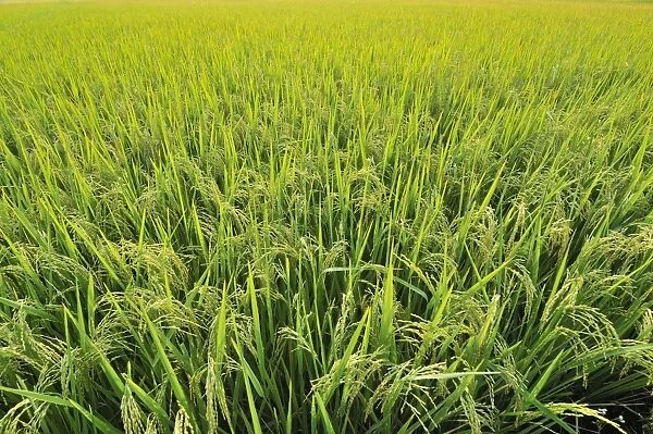Rice field, Vietnam, Southeast Asia