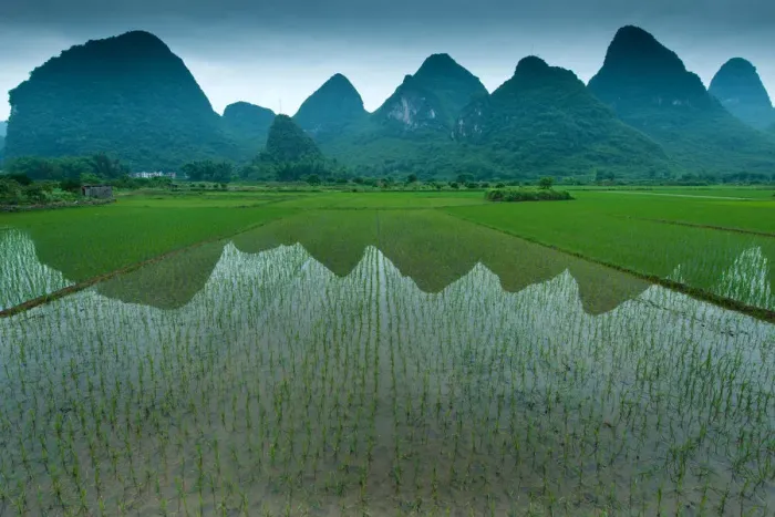 Framed Print : Rice field in Yangshuo