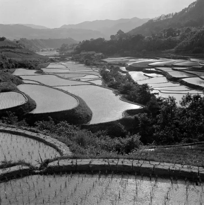 Framed Print : Rice Fields Framed Print : Rice Fields