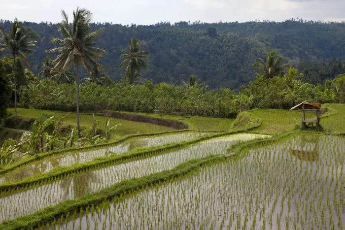 Framed Print : Rice fields near Banjar, North Bali, Bali, Indonesia, Southeast Asia, Asia Framed Print : Rice fields near Banjar, North Bali, Bali, Indonesia, Southeast Asia, Asia