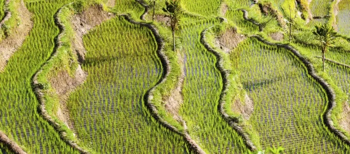 Framed Print : Rice fields, Tirtagangga, bei Abang, Bali, Indonesia Framed Print : Rice fields, Tirtagangga, bei Abang, Bali, Indonesia