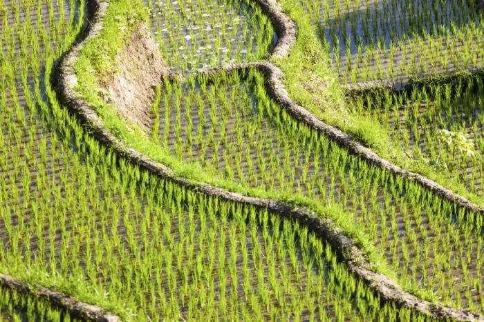 Framed Print : Rice fields, Tirtagangga, bei Abang, Bali, Indonesia Framed Print : Rice fields, Tirtagangga, bei Abang, Bali, Indonesia