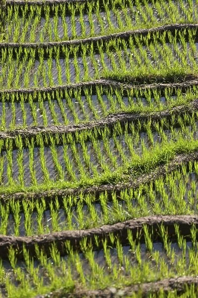 Rice fields, Tirtagangga, bei Abang, Bali, Indonesia