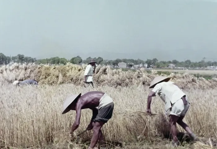 Framed Print : Rice Harvest Framed Print : Rice Harvest