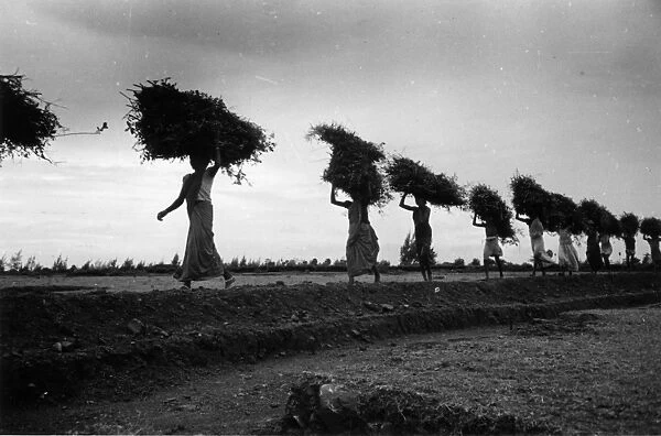 Rice Line; Women carrying bales of rice to the village threshing ground in Mudichur
