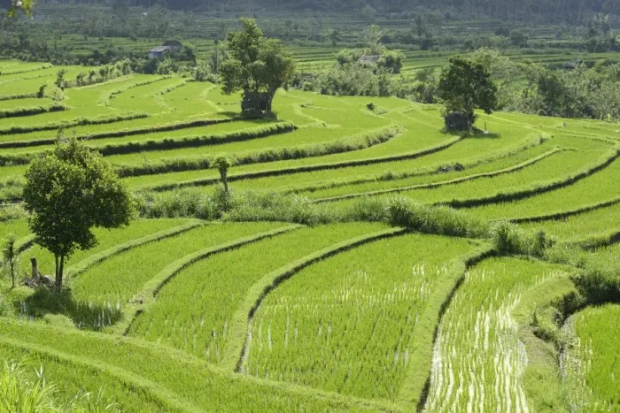 Framed Print : Rice paddies and rice terraces, Bali, Indonesia