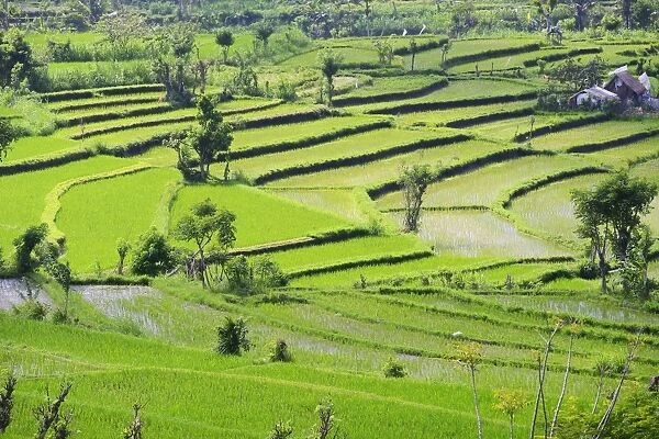 Rice paddies and rice terraces, Bali, Indonesia