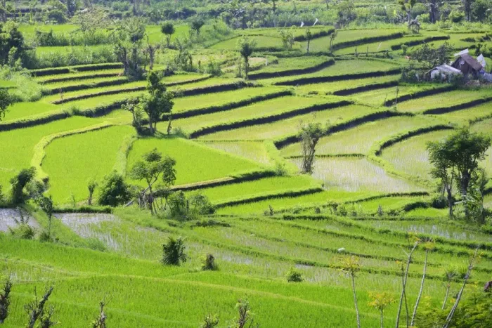 Framed Print : Rice paddies and rice terraces, Bali, Indonesia Framed Print : Rice paddies and rice terraces, Bali, Indonesia