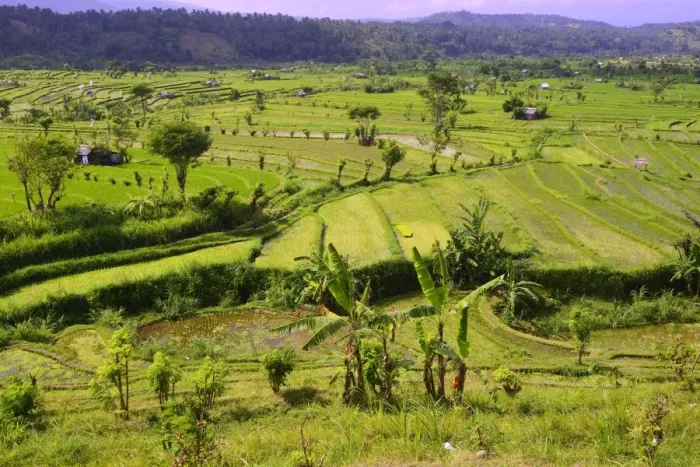 Framed Print : Rice paddies and rice terraces, Bali, Indonesia