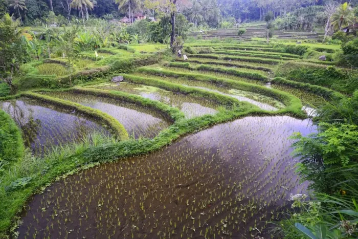 Framed Print : Rice paddies and rice terraces, Bali, Indonesia