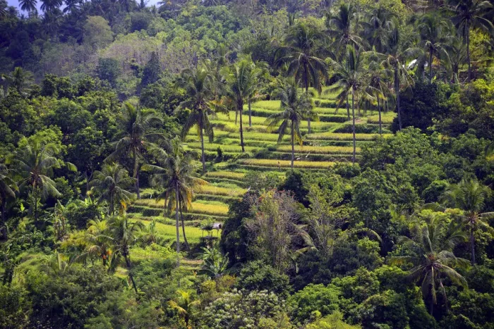 Framed Print : Rice paddies and rice terraces, Munduk, Central Bali, Bali, Indonesia Framed Print : Rice paddies and rice terraces, Munduk, Central Bali, Bali, Indonesia