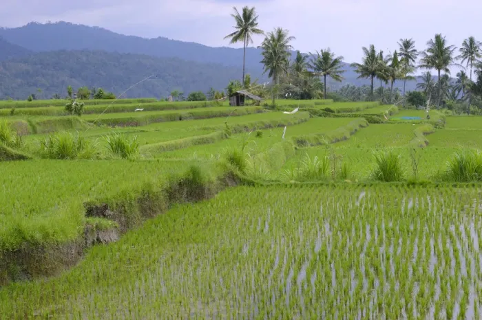 Framed Print : Rice paddies and rice terraces, Munduk, Central Bali, Bali, Indonesia Framed Print : Rice paddies and rice terraces, Munduk, Central Bali, Bali, Indonesia