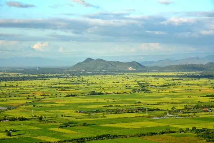 Framed Print : rice paddy Framed Print : rice paddy