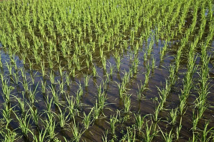 Framed Print : Rice paddy, Langkawi, Langkawi, Sultanat Kedah, Malaysia Framed Print : Rice paddy, Langkawi, Langkawi, Sultanat Kedah, Malaysia