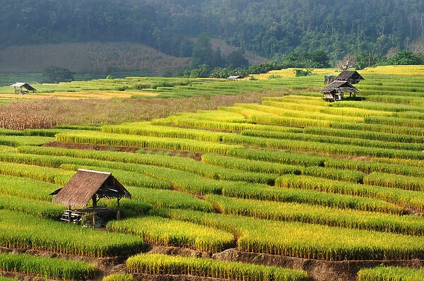 Rice paddy at Mae Jam, Chiangmai