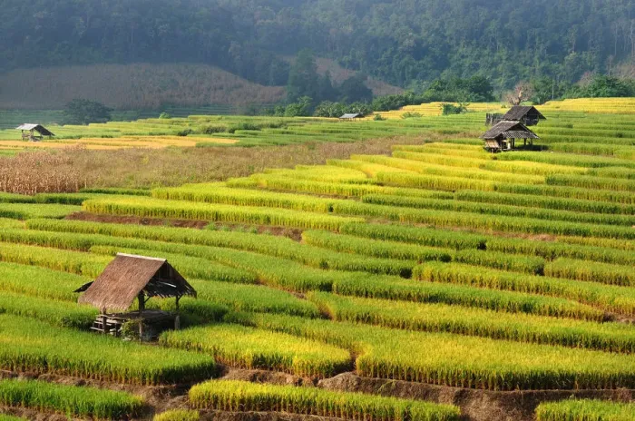 Framed Print : Rice paddy at Mae Jam, Chiangmai Framed Print : Rice paddy at Mae Jam, Chiangmai