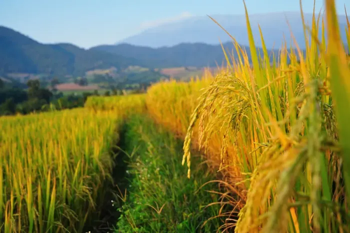Framed Print : Rice paddy at Mae Jam, Chiangmai Framed Print : Rice paddy at Mae Jam, Chiangmai