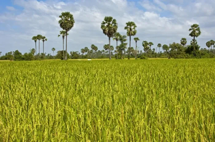 Framed Print : Rice paddy with Palmyra Palms or Toddy Palms -Borassus flabellifer-, near Pursat, Cambodia