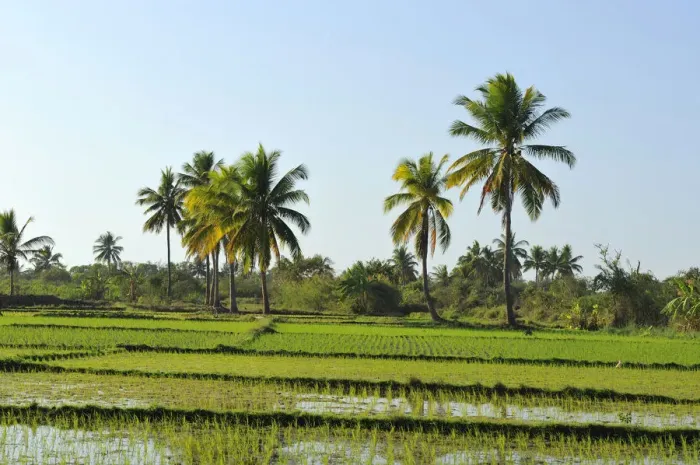 Framed Print : Rice paddy in front of tropical palm trees, Morondava, Madagascar, Africa Framed Print : Rice paddy in front of tropical palm trees, Morondava, Madagascar, Africa