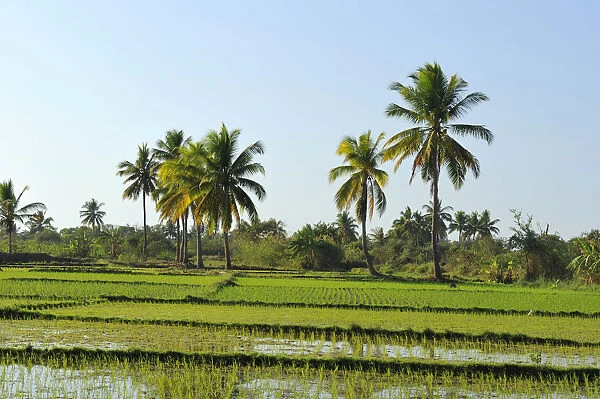 Rice paddy in front of tropical palm trees, Morondava, Madagascar, Africa