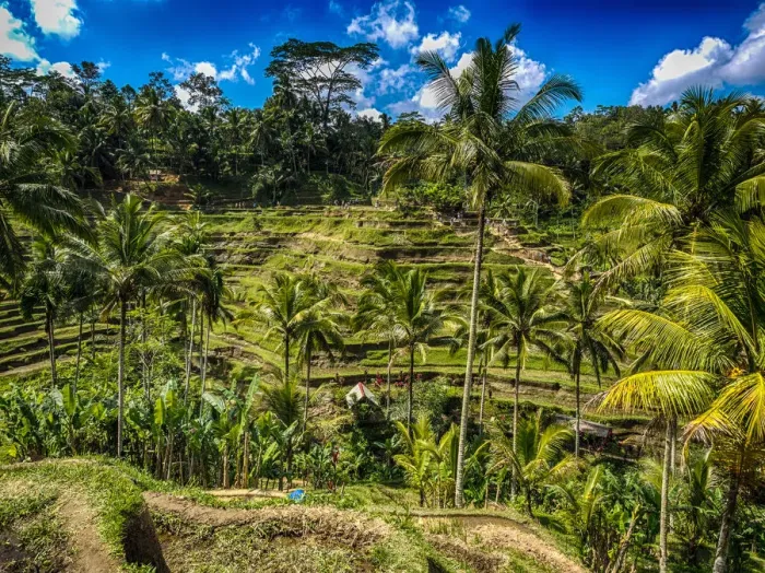 Framed Print : Rice Plantation in Bali Framed Print : Rice Plantation in Bali