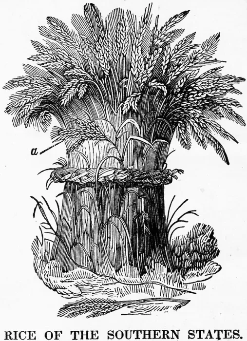 Framed Print : Rice Of The Southern United States Framed Print : Rice Of The Southern United States