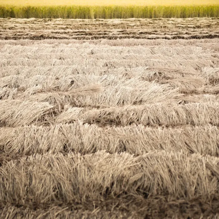 Framed Print : Rice straw Framed Print : Rice straw
