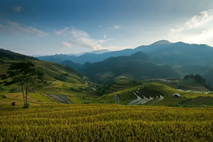 Framed Print : Rice terrace Framed Print : Rice terrace