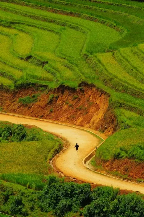 Framed Print : Rice terrace Framed Print : Rice terrace