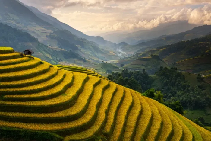 Framed Print : Rice terrace of Mu Cang Chai Framed Print : Rice terrace of Mu Cang Chai