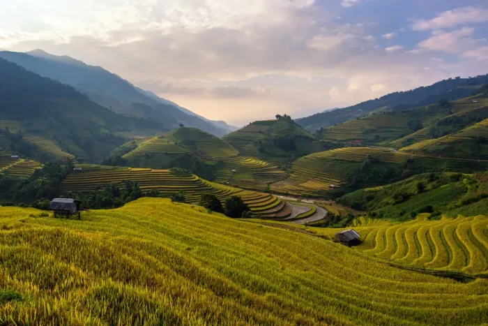 Framed Print : Rice terrace of Mu Cang Chai Framed Print : Rice terrace of Mu Cang Chai