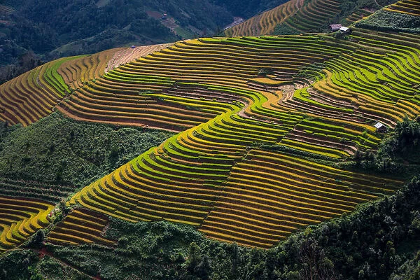 Rice terrace paddies in Mu Cang Chai, North Vietnam