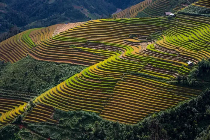 Framed Print : Rice terrace paddies in Mu Cang Chai, North Vietnam Framed Print : Rice terrace paddies in Mu Cang Chai, North Vietnam