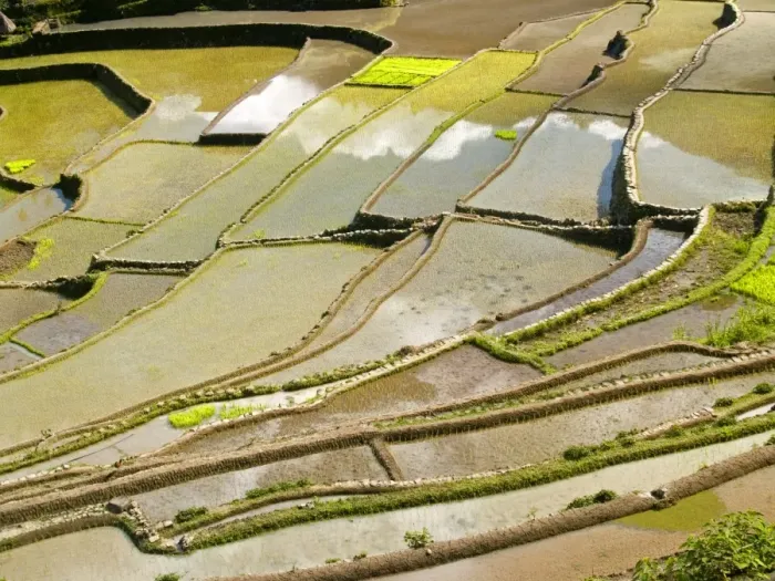 Framed Print : Rice terrace reflections in Batad, Banaue Framed Print : Rice terrace reflections in Batad, Banaue