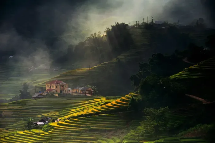 Framed Print : Rice terrace in Sapa Framed Print : Rice terrace in Sapa